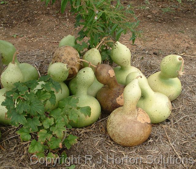 Crook necked gourds